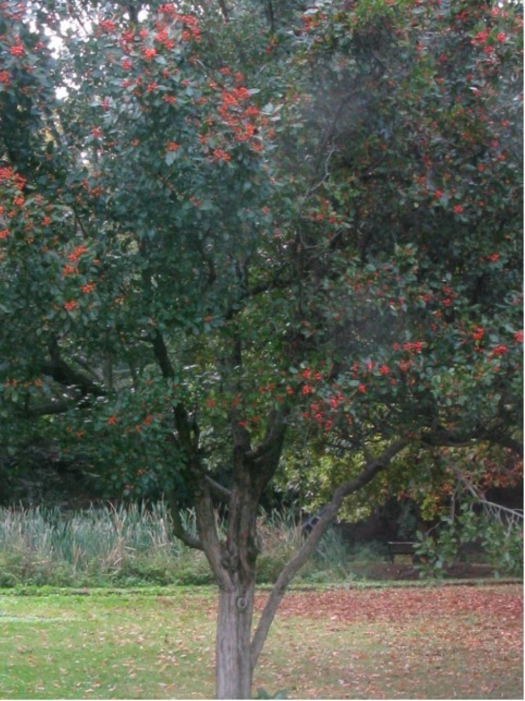 Malus prunifolia?... Malus cfr. prunifolia